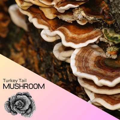Trametes versicolor photo